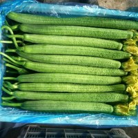 新鮮蔬菜批發(fā) 山東壽光現(xiàn)摘絲瓜 鮮嫩綠皮應(yīng)季蔬菜 一件代發(fā)