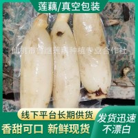 現(xiàn)貨蔬菜新鮮脆藕 家用商用食材涼拌脆蓮藕 300g農(nóng)家鮮藕泥巴藕