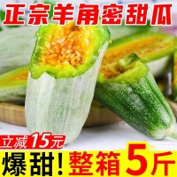 【爆甜羊角密甜瓜】現(xiàn)摘蜜瓜水果批發(fā)新鮮孕婦應(yīng)季當季哈蜜瓜香瓜