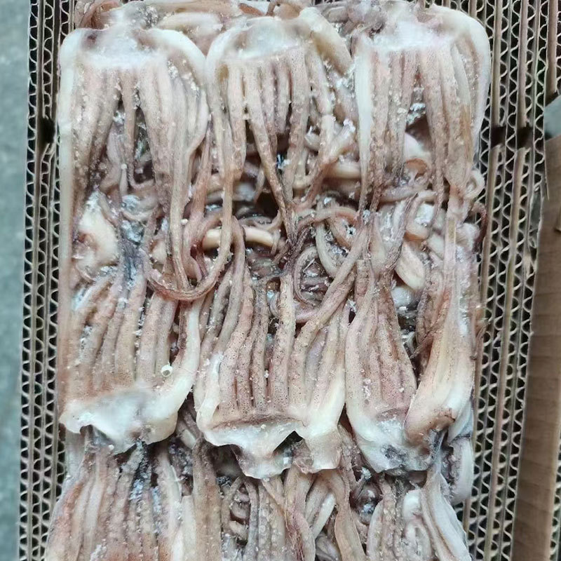 魷魚須3