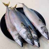 冷凍鮐鲅魚10斤每箱食堂自助燒烤青占魚1箱起發(fā)飯店酒家超市批發(fā)