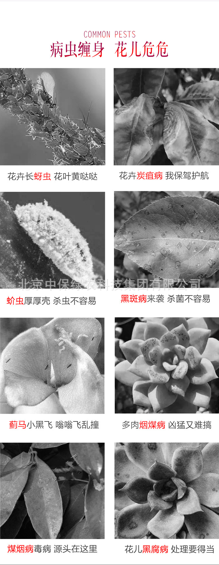 仙葩詳情_02.jpg