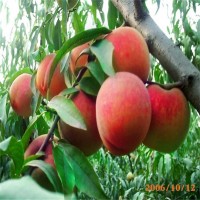 果樹苗木基地批發(fā)桃樹苗 晚熟桃苗 掛果多品種全