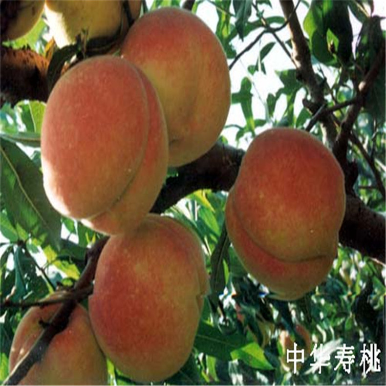 中華壽桃