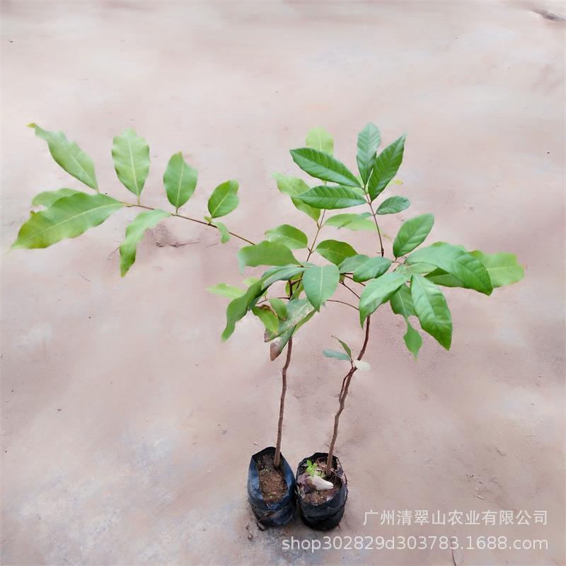 龍眼2.jpg