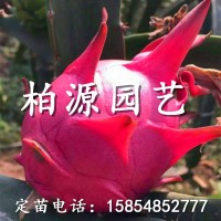 山東紅心火龍果供應(yīng)2公分臺灣紅心火龍果苗大量出售 質(zhì)優(yōu)價(jià)廉