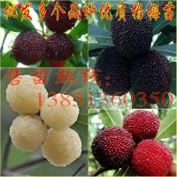 批發(fā)水晶楊梅苗東魁楊梅樹(shù)苗 黑炭楊梅苗白楊梅樹(shù)苗荸薺楊梅