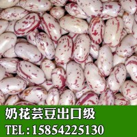 批發(fā)出口奶花蕓豆大顆?？诟熊浥礀|北內(nèi)蒙甘肅陜西產(chǎn)地