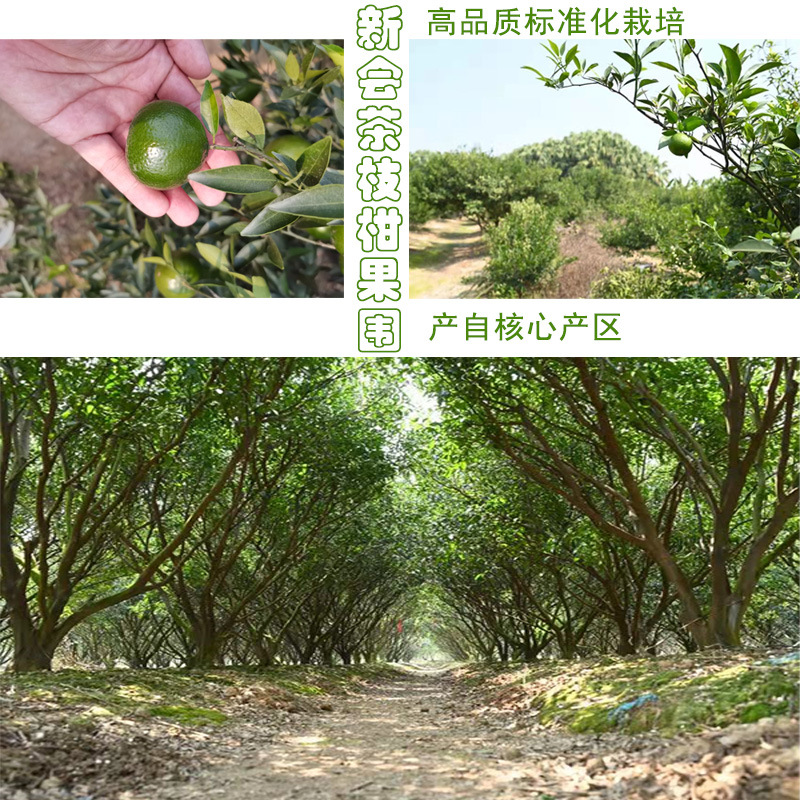 詳情圖新會(huì)果園