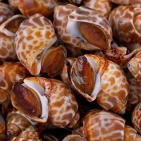 花螺冷凍花螺麻辣小海鮮必備新鮮冷凍花螺80120規(guī)格干凈無(wú)泥沙