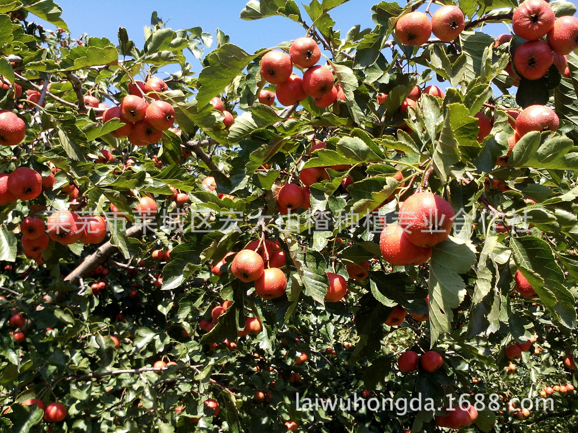 IMG_20140904_131140