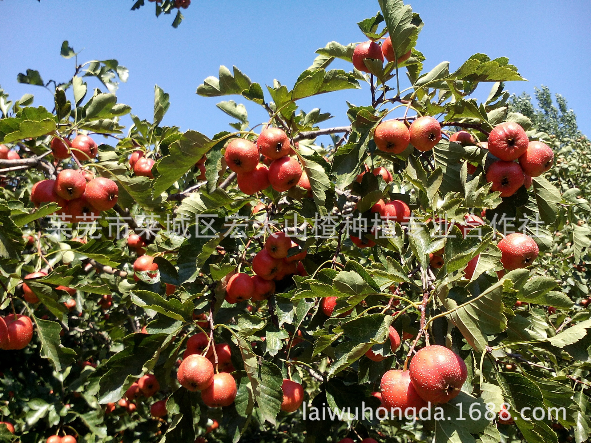 IMG_20140904_131216