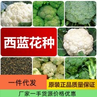 廠家直銷四季西藍(lán)花種子批發(fā)大棚基地蔬菜種子2件起發(fā)接一件代發(fā)