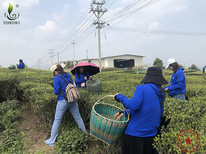 福建省安溪小志茶葉專業(yè)合作社