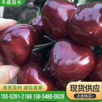基地直供多品種櫻桃苗 易成活 適合南北方種植現(xiàn)挖大櫻桃樹(shù)