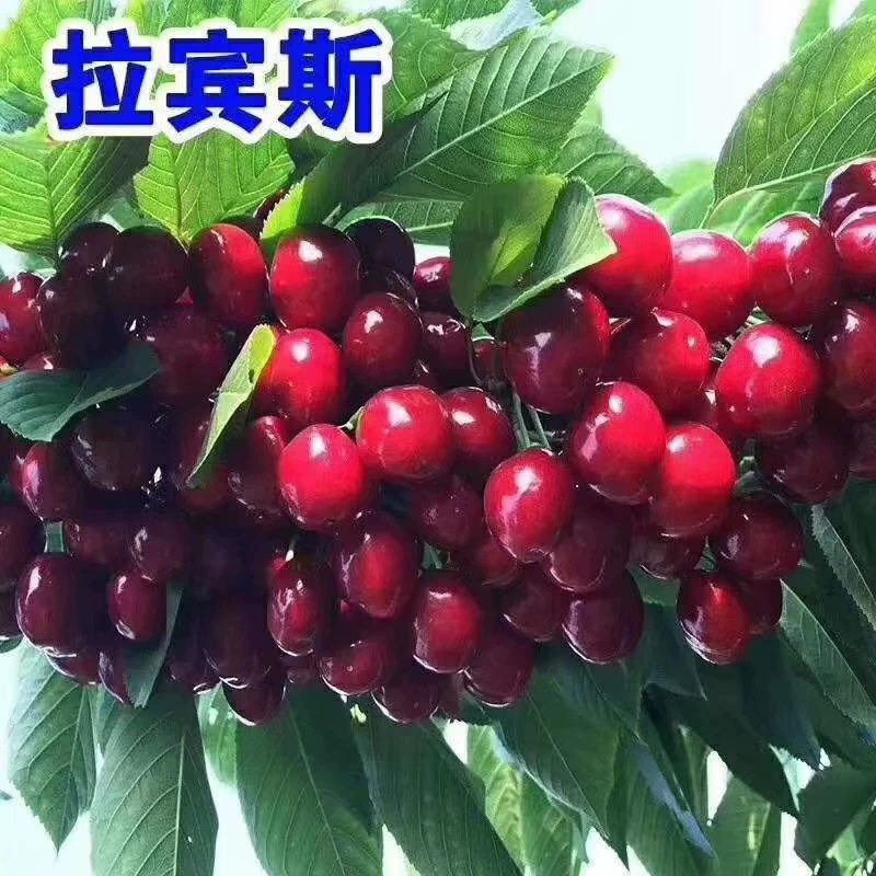 櫻桃苗