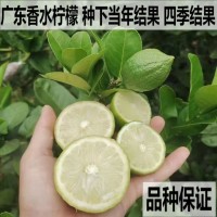 基地批發(fā)檸檬樹苗四季結果廣東香水檸檬苗臺灣香水檸檬嫁接果樹苗
