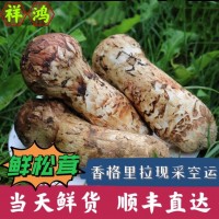 【新鮮松茸】包郵 云南特產(chǎn)香格里拉新鮮松茸現(xiàn)貨特級(jí)松茸松口蘑