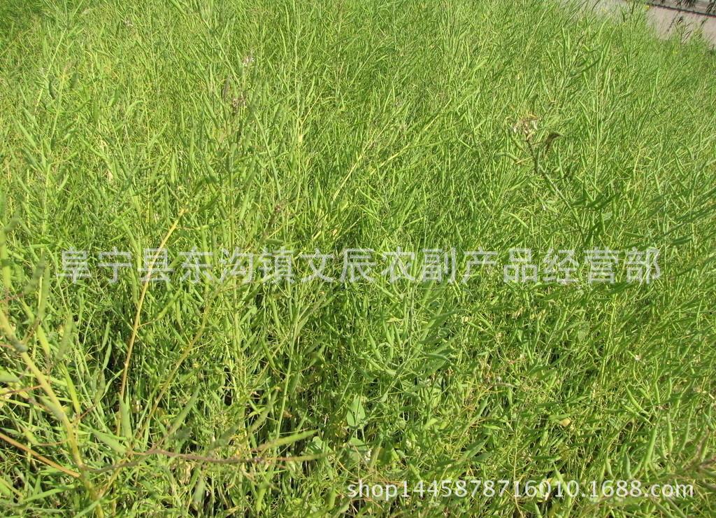 拷貝菜籽3