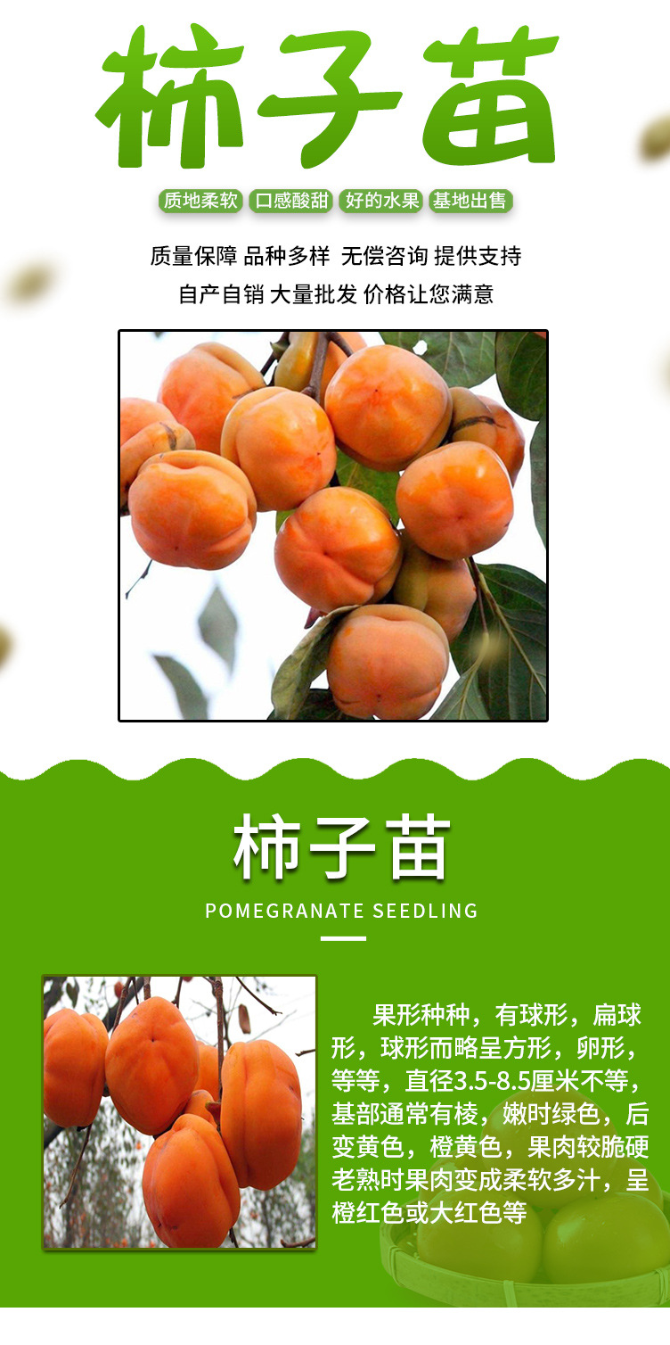 柿子_01.jpg