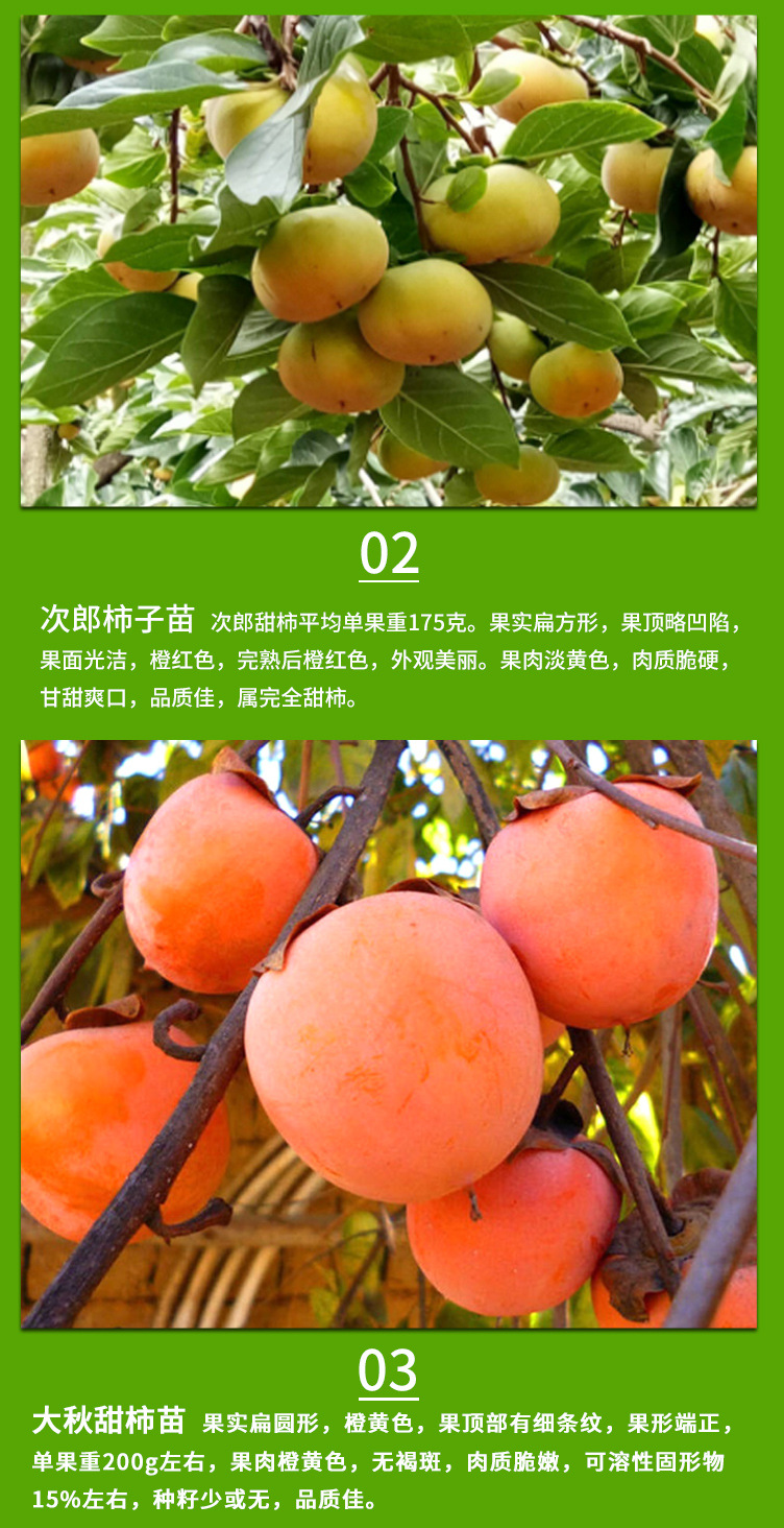 柿子_04.jpg