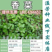 老品種香菜種子耐熱晚抽薹老芫荽種子老香菜 家庭陽(yáng)臺(tái)小菜園種子