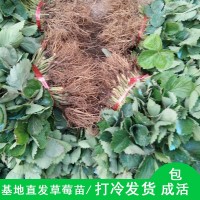 苗圃基地批發(fā)章姬草莓苗 果實整齊大量冷凍發(fā)貨章姬多品種草莓苗