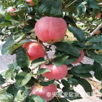 矮化蘋果苗 蘋果苗種植基地 泉盛苗圃大量批發(fā)優(yōu)質(zhì)矮化蘋果苗