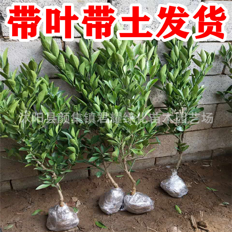 前臺ok