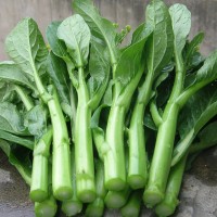 四季菜心四九菜心 菜芯 菜薹 蔬菜種子夏季播種 四季種盆栽菜苔