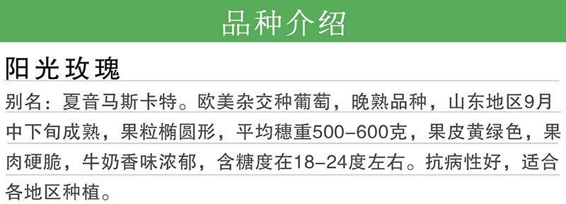 陽(yáng)光玫瑰.jpg