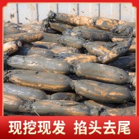 洪湖蓮藕農(nóng)家自種清炒生吃涼拌煲湯脆藕新鮮蓮藕現(xiàn)挖現(xiàn)發(fā)500g