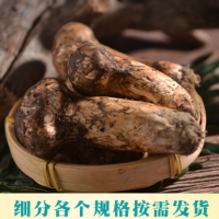 云南香格里拉新鮮松茸不開散西藏雅江小金食用蘑菇批發(fā)酒店用品