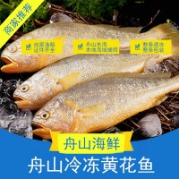 舟山小黃魚新鮮黃花魚冰凍海鮮海捕速凍燒烤小黃魚批發(fā)
