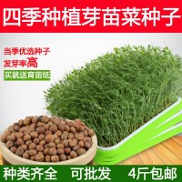 芽苗菜種子豆芽菜紙上種菜小麥草蘿卜豌豆松柳蕎麥空心菜油葵蔬菜