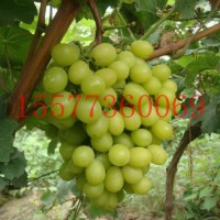 廠家供應(yīng)葡萄果樹 陽(yáng)光玫瑰香葡萄苗 陽(yáng)光玫瑰葡萄扦插苗批發(fā)