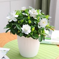 梔子花種子四季種易活多年生開花不斷植物盆栽室內(nèi)外庭院陽臺花卉