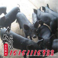 蘇太母豬批發(fā)蘇太黑豬 純種北京黑母豬 梅山母豬高產(chǎn)仔