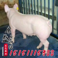 活體豬苗批發(fā) 皮特蘭種豬價(jià)格 生態(tài)養(yǎng)殖外三元仔豬豬苗仔豬品種全