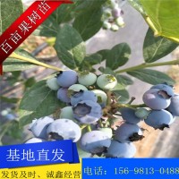 現(xiàn)挖現(xiàn)發(fā)新品種藍莓苗 基地直發(fā) 南北方果樹苗 盆栽地栽 藍梅苗