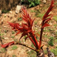 大量現(xiàn)貨批發(fā)香椿苗 香椿苗小苗 矮化香椿苗規(guī)格價格 紅油香椿苗