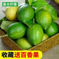 廣東香水檸檬新鮮現(xiàn)摘無(wú)籽青檸檬香味四季檸檬奶茶店專用批發(fā)整箱