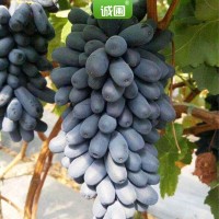 甜蜜無核藍寶石嫁接樹苗葡萄苗 南北方種植甜蜜藍寶石葡萄苗