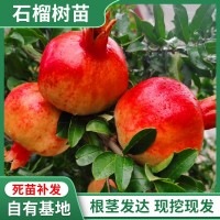 石榴樹樹苗突尼斯軟籽庭院果樹盆栽南方北方種植特大無籽石榴苗樹