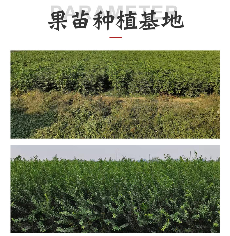 開洋苗木精品_02