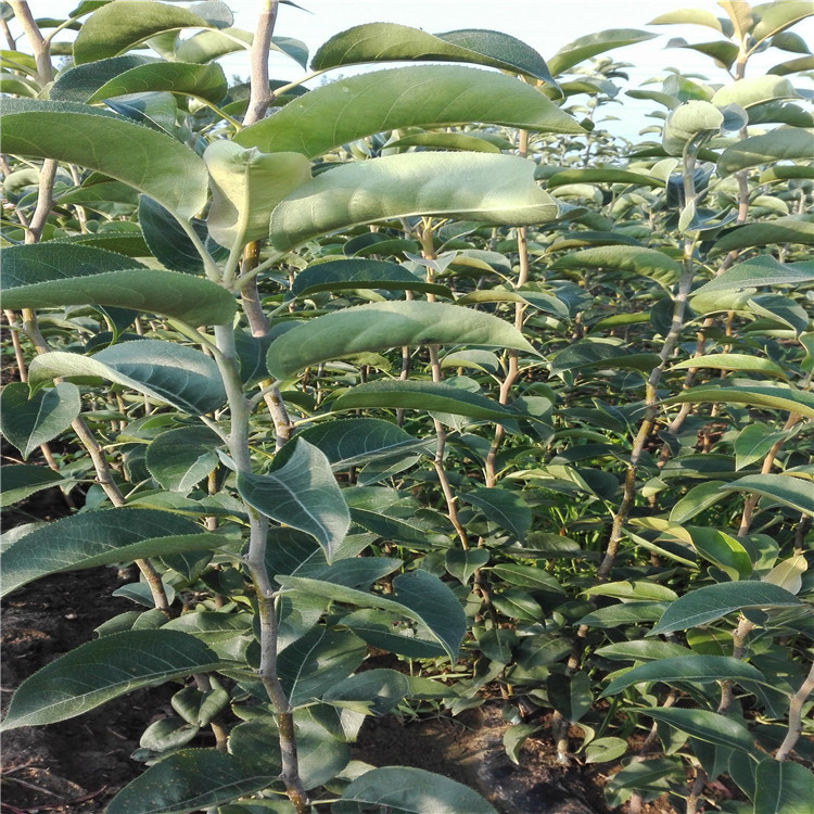 梨樹(shù)苗