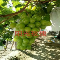 大量批發(fā)植株健壯陽(yáng)光玫瑰葡萄樹(shù)苗 陽(yáng)光玫瑰葡萄樹(shù)苗批發(fā)價(jià)格