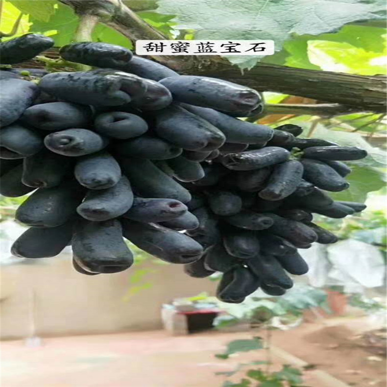 大量批發(fā)植株健壯玫瑰香葡萄苗 長(zhǎng)期供應(yīng)易成活甜蜜藍(lán)寶石葡萄苗