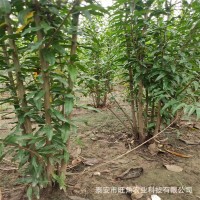 叢生石榴苗 1-15公分石榴苗 基地現(xiàn)挖現(xiàn)賣樹形漂亮叢生石榴苗