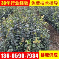 綠化苗木批發(fā)矮種軟枝油茶苗油茶扦插苗大果白花油茶樹(shù)苗